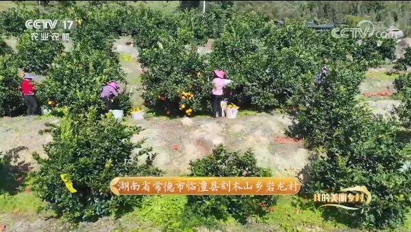 驕傲！惠農(nóng)網(wǎng)助力打造的臨澧美橙登上央視